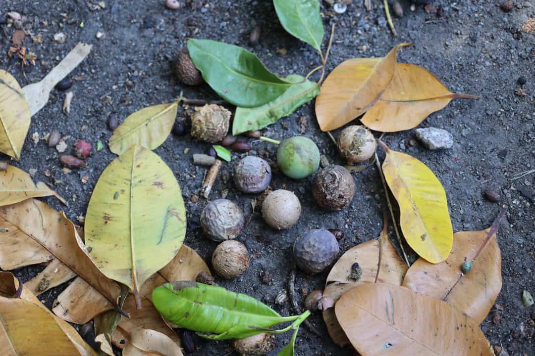 Native seeds to revive bushfire impacted community