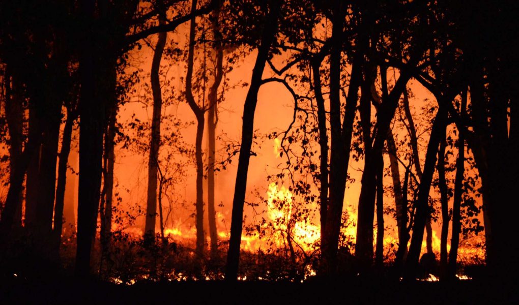 trees in silhouette with orange bushfire burning behind